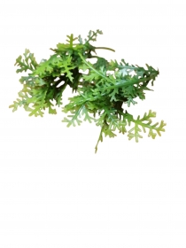 Listki gazki choinki thuja zielone 6szt.