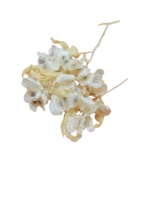 SUSZ suszona stabilizowana Dodonaea