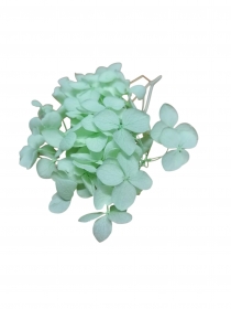 SUSZ suszona stabilizowana hortensja zielona
