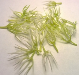 Pr�ciki- �rodki mini do kwiat�w zielono-bia 30szt.