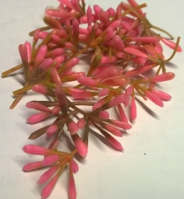 Pr�ciki- �rodki �rednie 30szt. ciemny r�