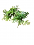 Listki gazki choinki thuja zielone 6szt.