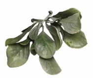 Listki rodki hortensji zielono biae 2szt.