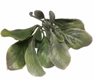 Listki rodki hortensji zielono rowe 2szt.