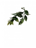 Listki - zielone SKF12-1