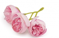 Kwiat materia�owy jaskier peonie 3,5 3szt. STARY R