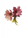 Kwiaty materiaowe chryzantema i licie rowy jas