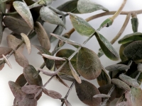Listki eukaliptusa szarozielone du¿e 6szt.